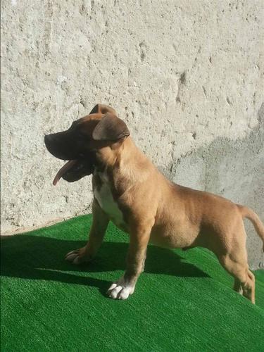Pitbull