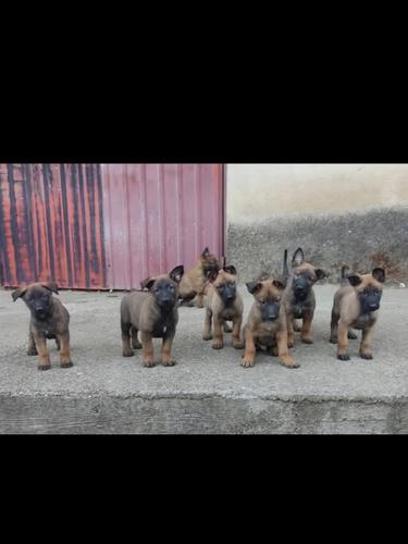 Belg malinois