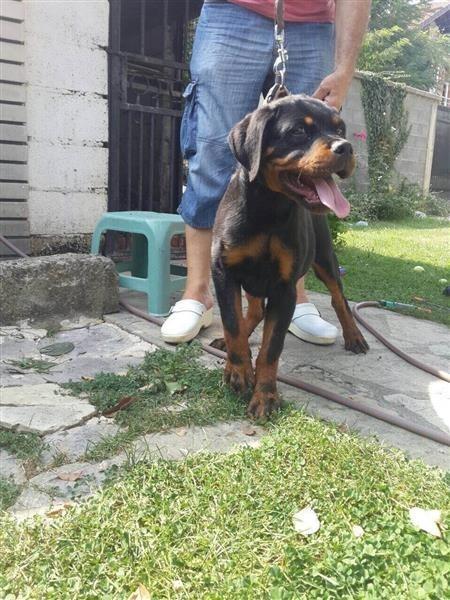 Qen-Rottweiler