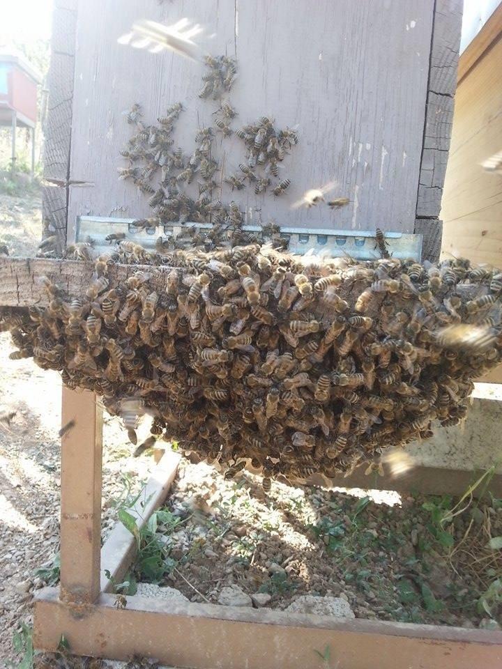 Bletë