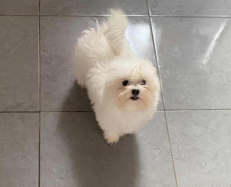 Maltezer