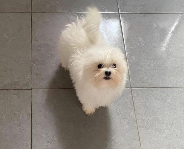 Maltezer