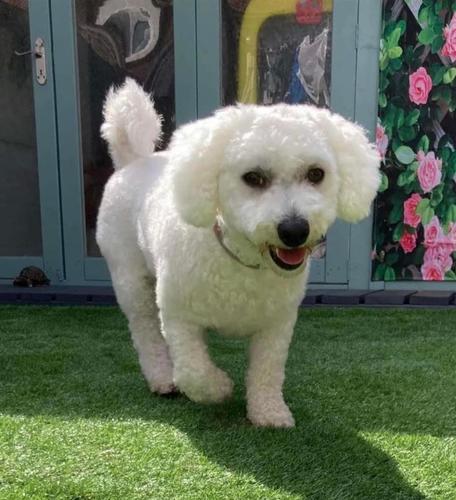 Bichon