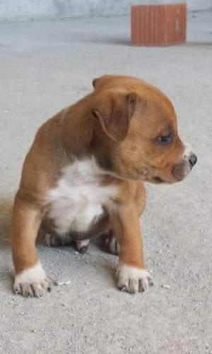Pitbull