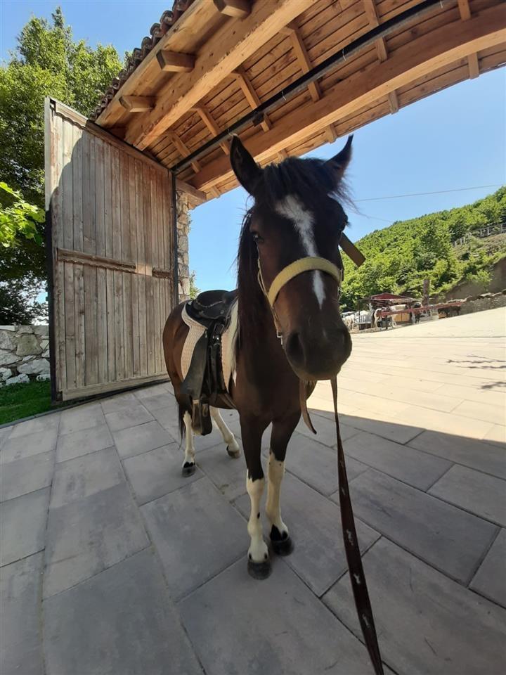 Shitet-pony-