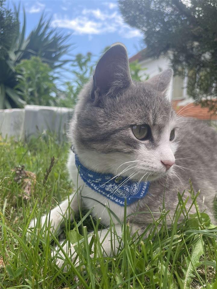 Maca