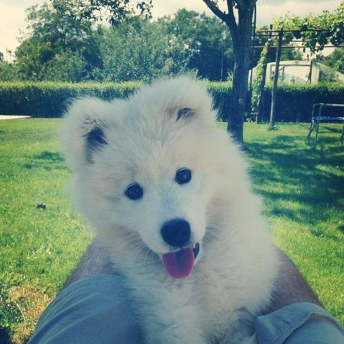 Samoyed