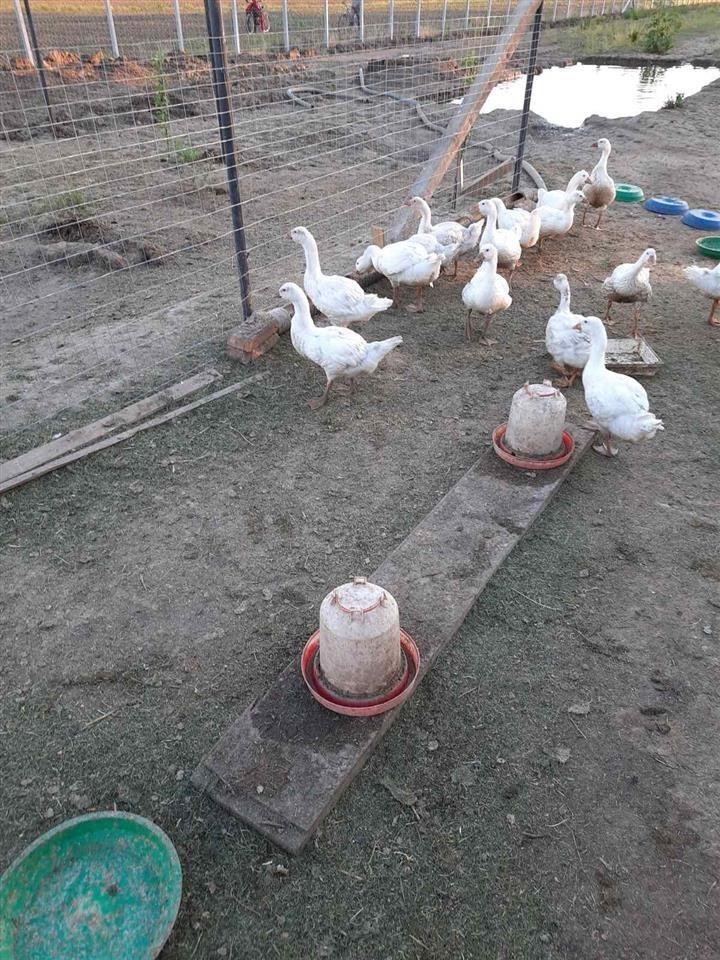 Www