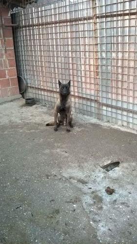 Malinois
