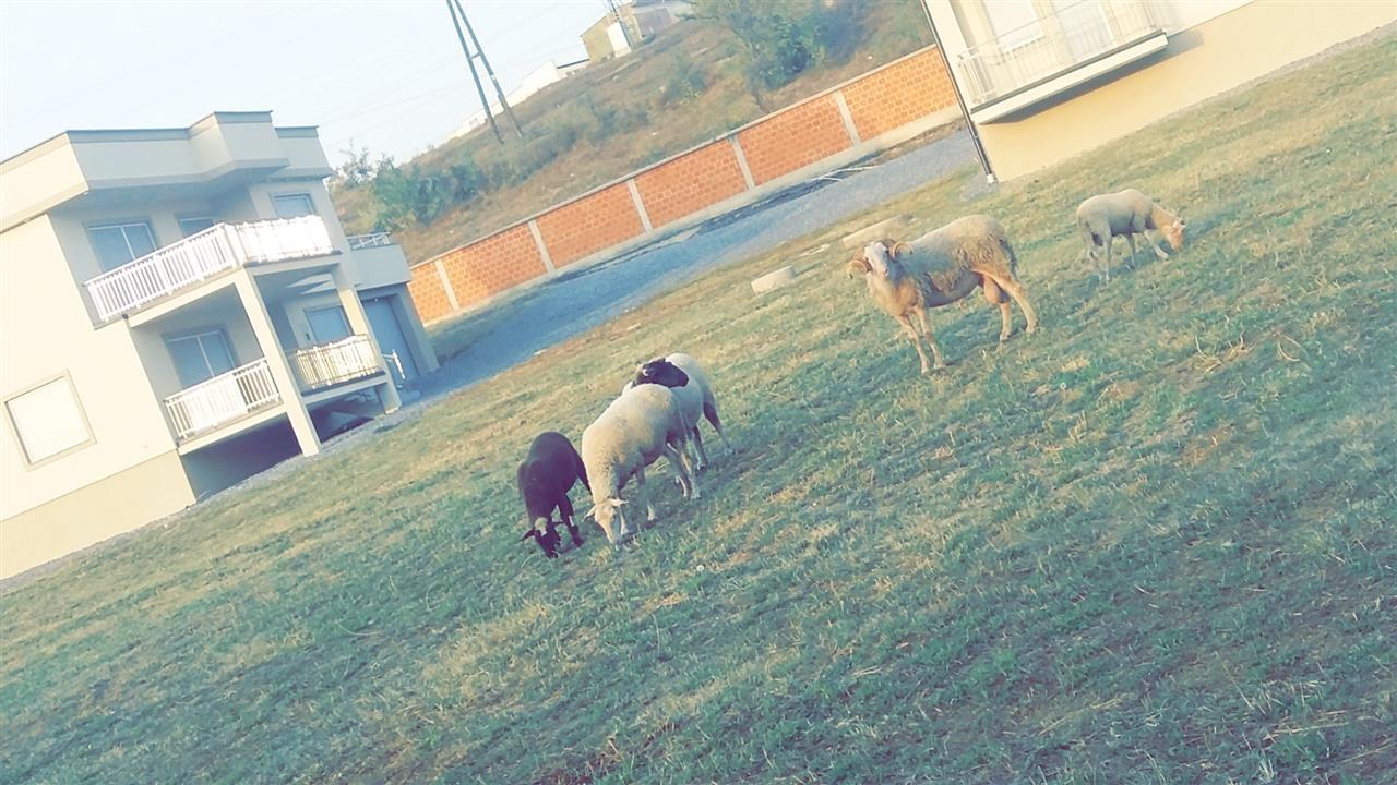 Delet-barsa