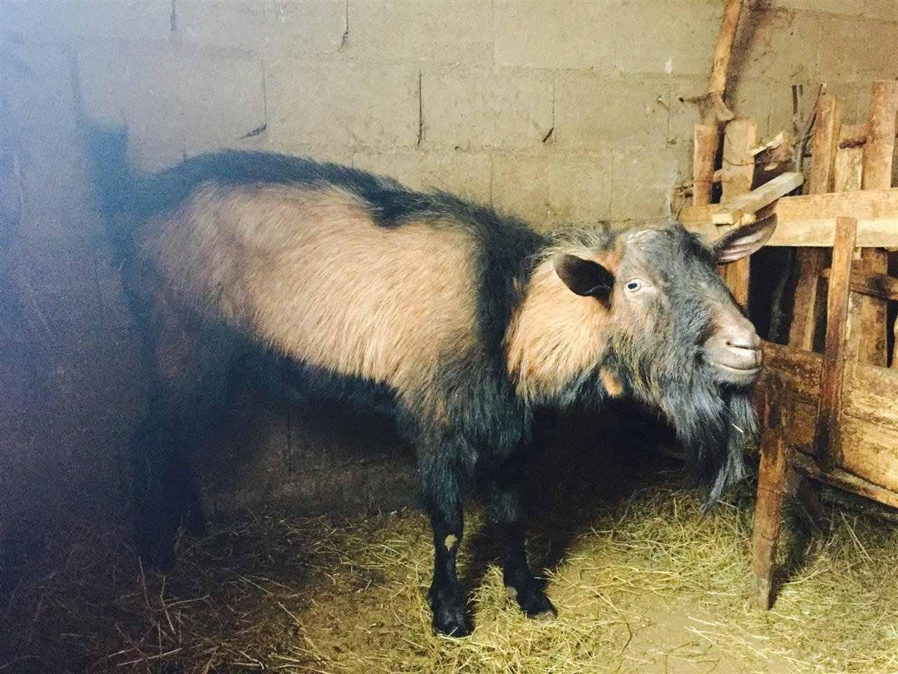 Me-shit-cjapa