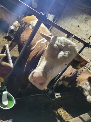 Shitet biki