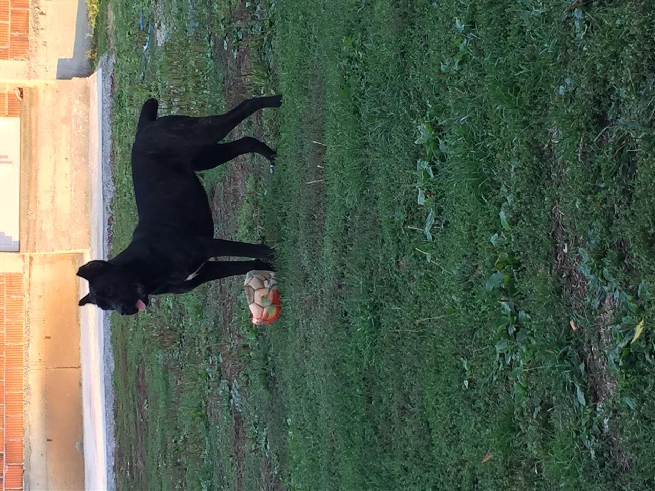 Cane-corso