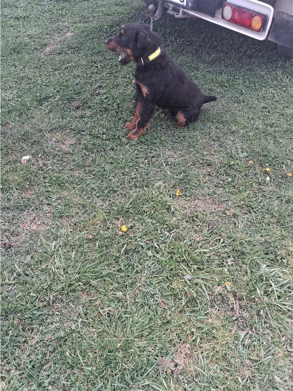 Terrier