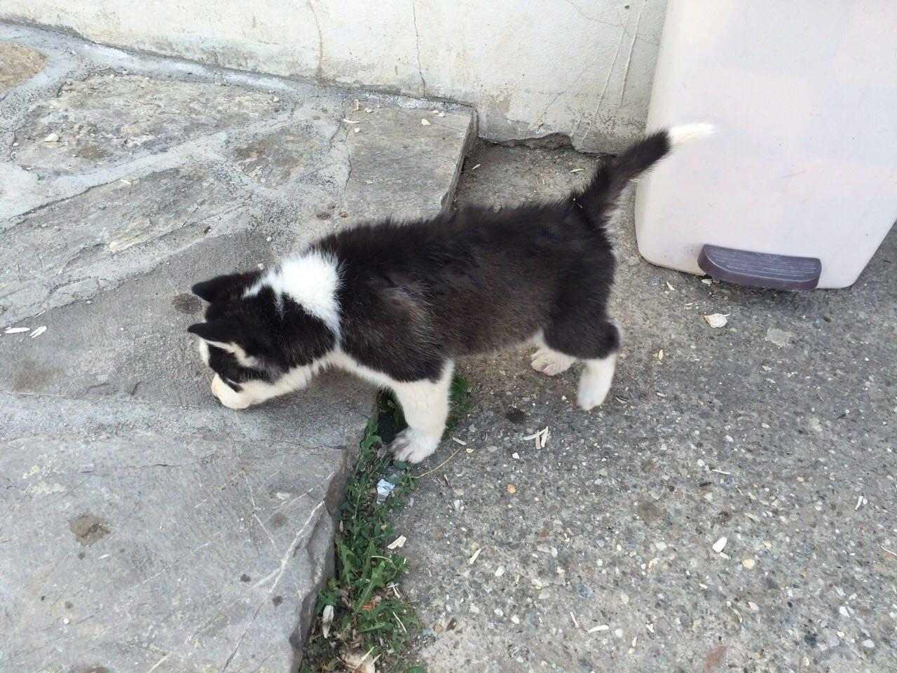 Husky