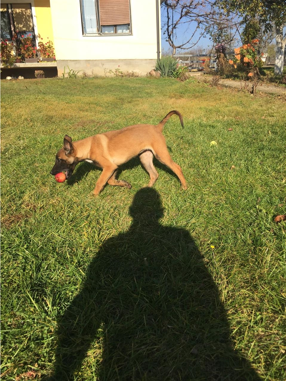 Malinoa