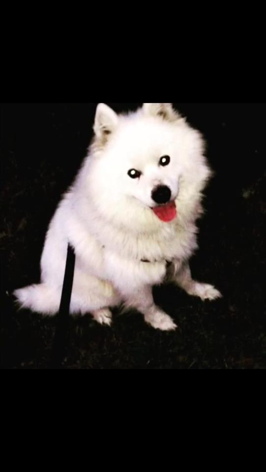 Hasky-samojed