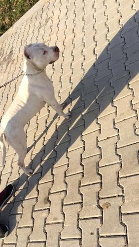 Pitbull 