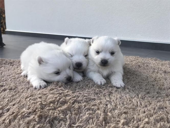 Minispitz 