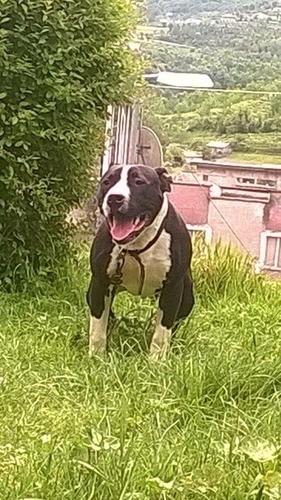 Pitbull 