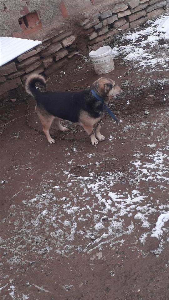 Bubi