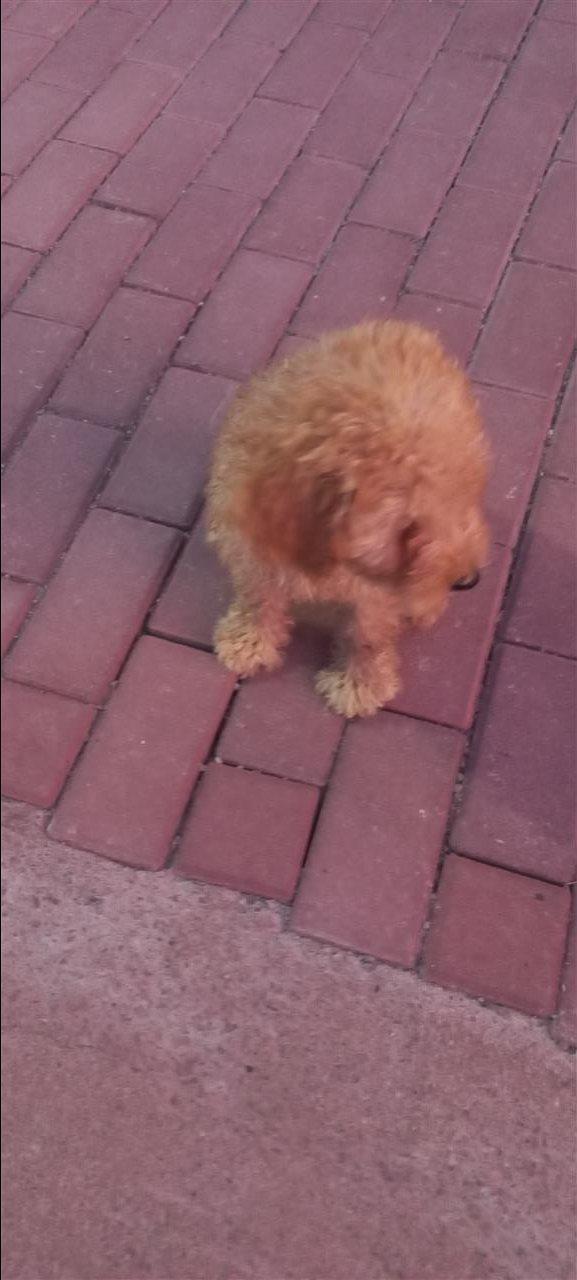 Maltipo