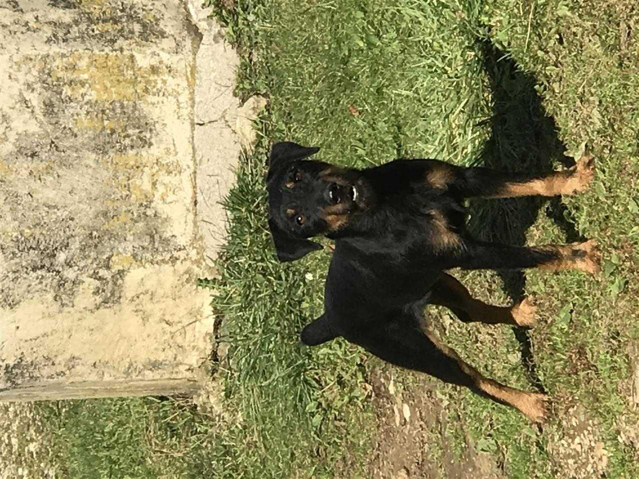 Terrier