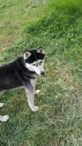 Shitet Husky