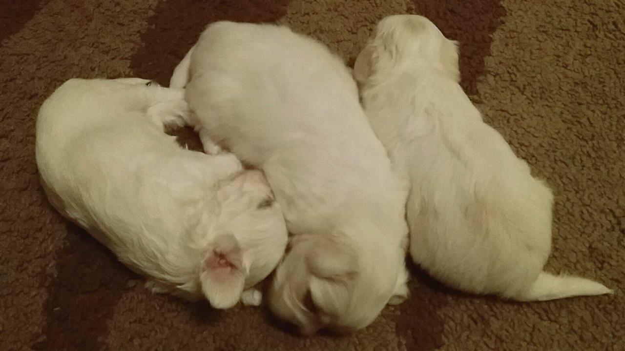 Maltezer-