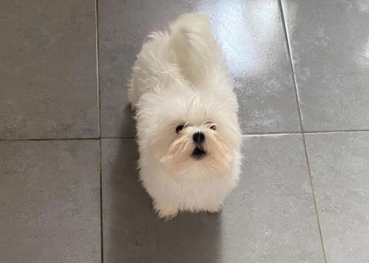 Maltezer