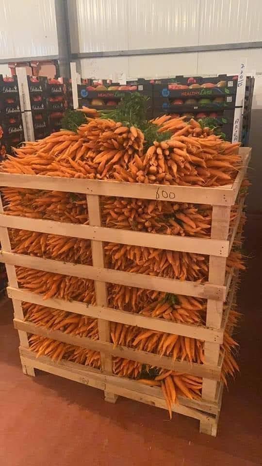 Perime-nga-Shqiperia-export