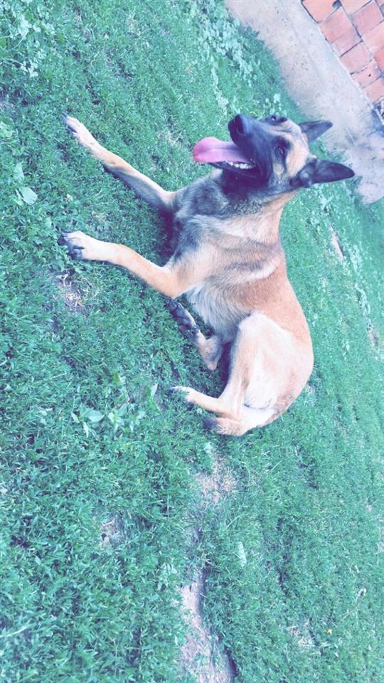 Malinois