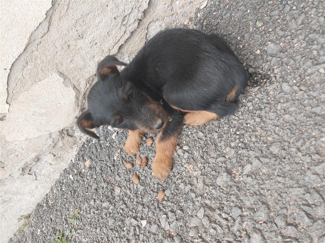 Terrier