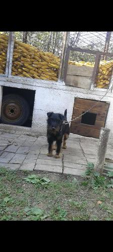 Terier