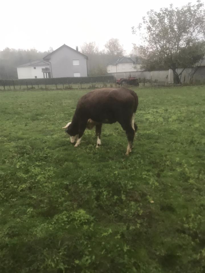 Mushtjerr