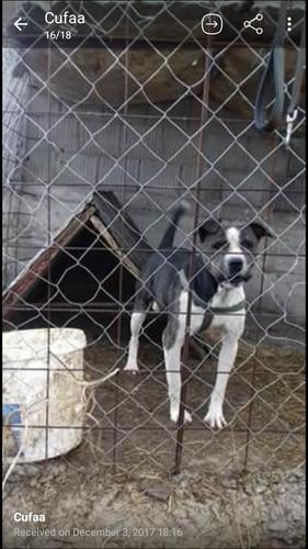 Ushit pit bull