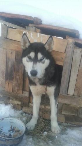 HASKY 