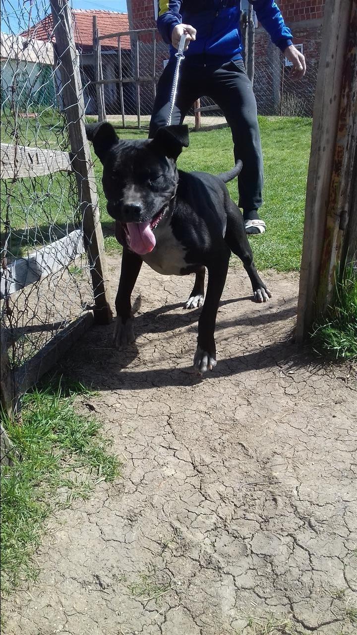 Pitbull