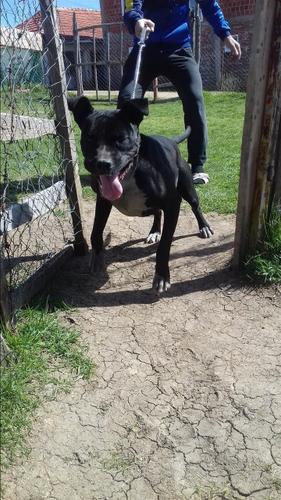 Pitbull