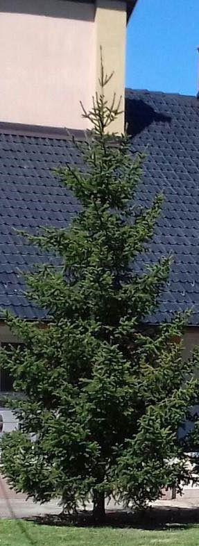 Shiten-Pishat