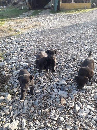Jepen per Adoptim