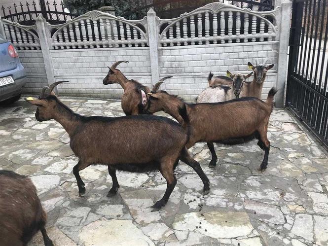 Shiten dhit alpine barsa 