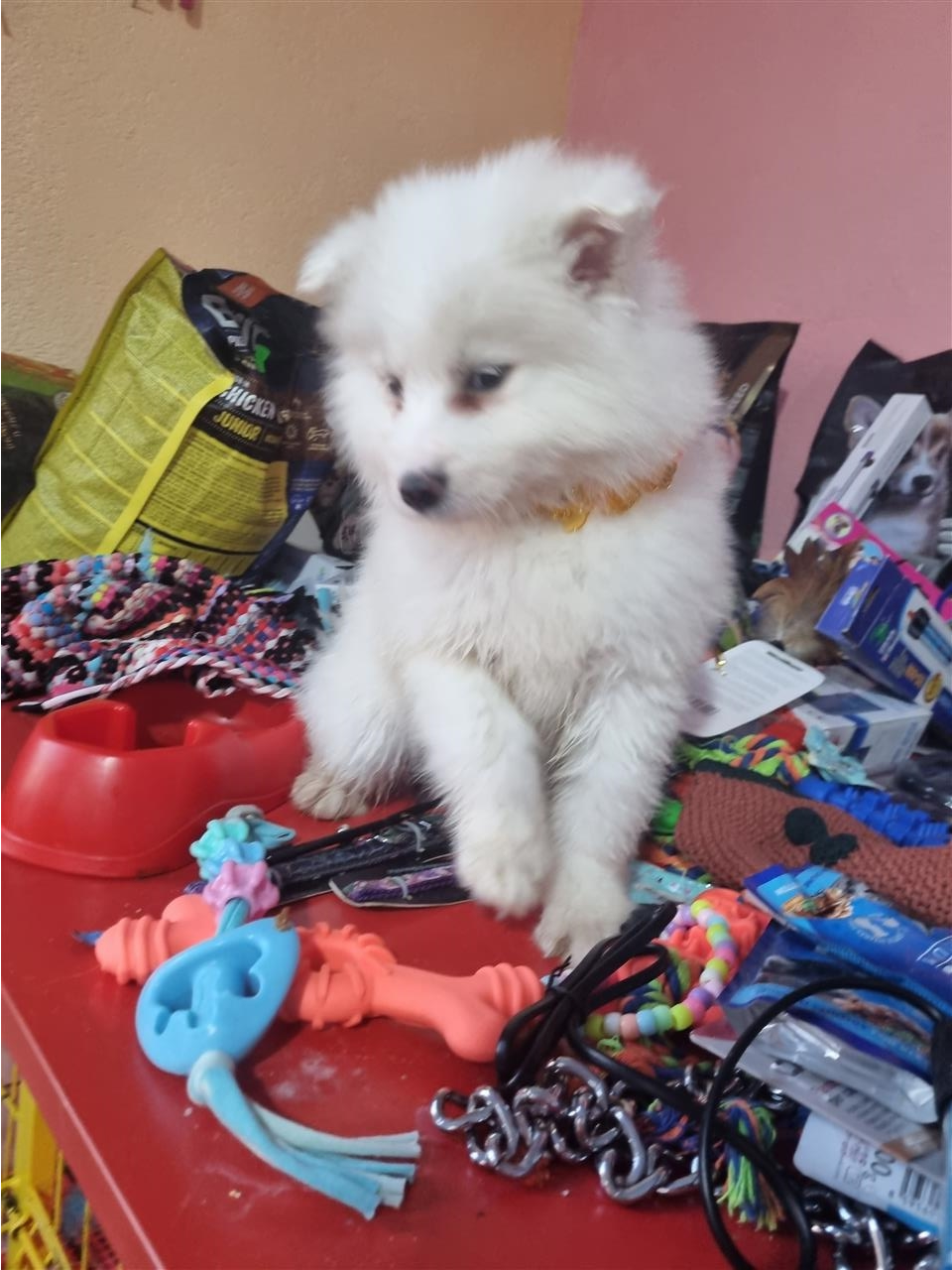 Samoyed