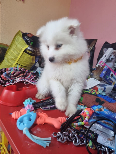 Samoyed