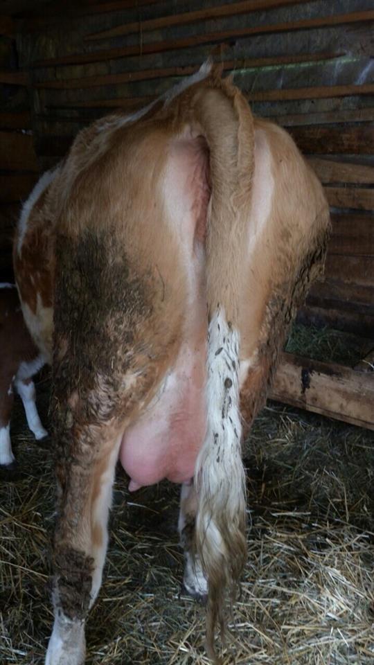 mshtjerr
