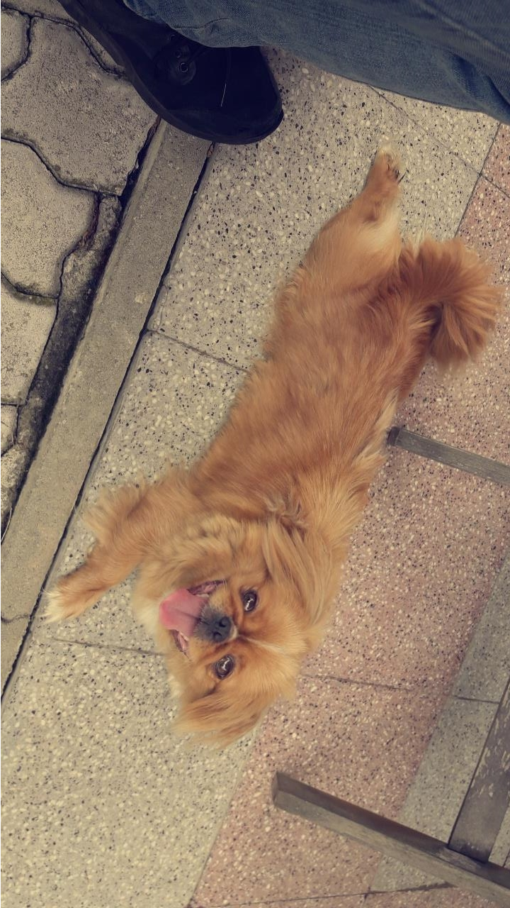 Pikinez