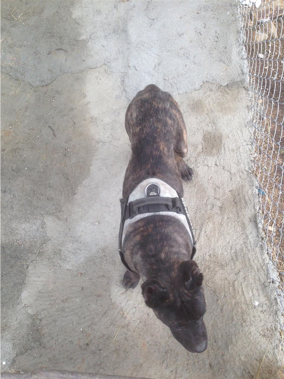 Cane-corso-