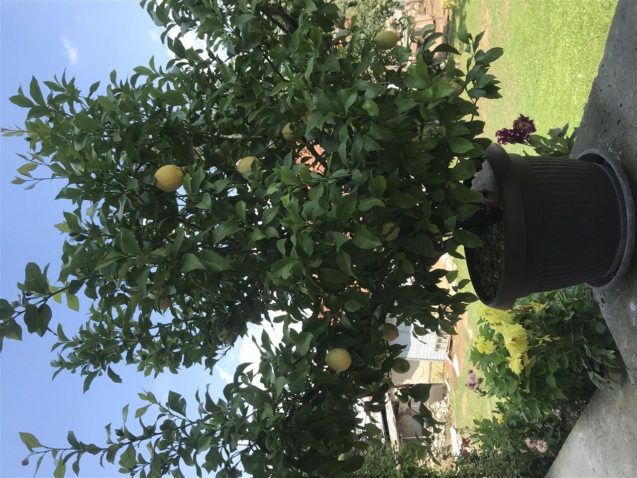 Limon