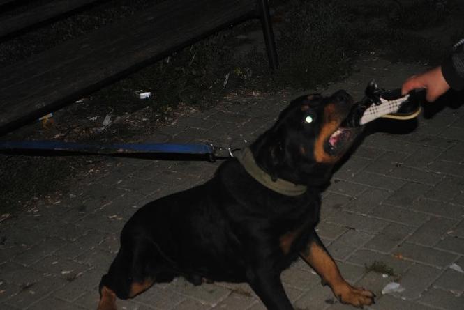 Rottweiler