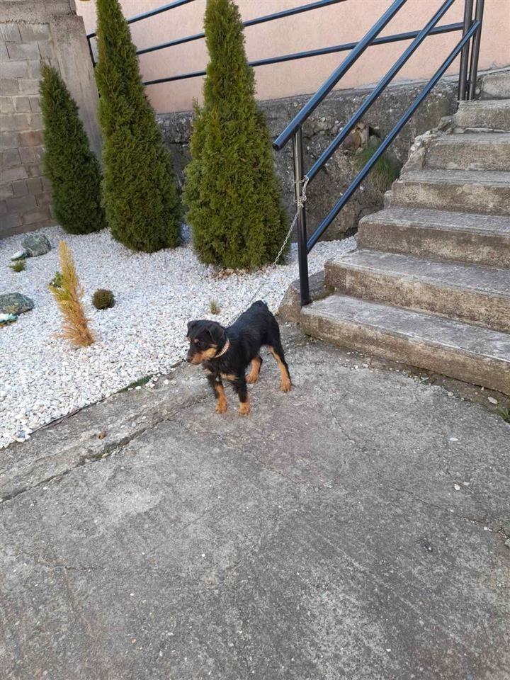 Terrier-